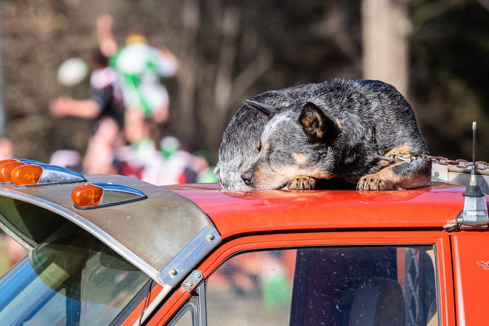 Bluey takes a quick nap during the Braidwood and Jindabyne showdown in 2019. Photo: Stuart Walmsley